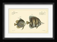Antique Fish III Fine Art Print