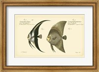 Antique Fish IV Fine Art Print