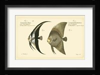 Antique Fish IV Fine Art Print