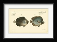 Antique Fish V Fine Art Print