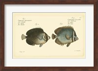 Antique Fish V Fine Art Print