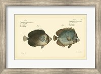 Antique Fish V Fine Art Print