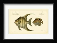 Antique Fish VI Fine Art Print