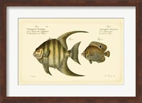 Antique Fish VI Fine Art Print