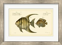 Antique Fish VI Fine Art Print