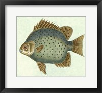 Butterfly Fish II Framed Print