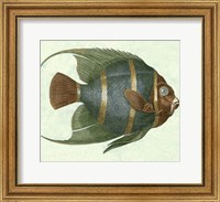 Angel Fish I Fine Art Print