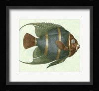 Angel Fish I Fine Art Print