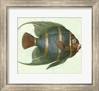 Angel Fish I Fine Art Print