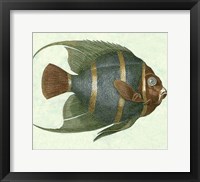 Angel Fish I Fine Art Print