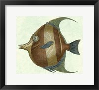 Angel Fish II Fine Art Print