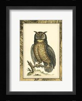 Majestic Perch II Framed Print