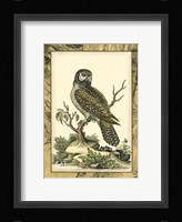 Majestic Perch III Framed Print