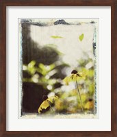 Blackeyed Susans III Fine Art Print