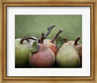 Comice Pears I Fine Art Print