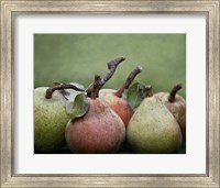 Comice Pears I Fine Art Print