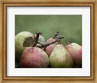 Comice Pears II Fine Art Print