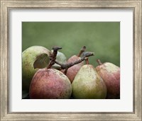 Comice Pears II Fine Art Print