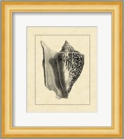 Vintage Shell IV Fine Art Print