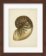 Sealife Collection V Fine Art Print