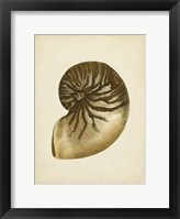 Sealife Collection V Fine Art Print
