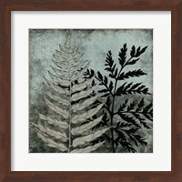 Illuminated Ferns VI Fine Art Print