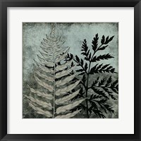 Illuminated Ferns VI Fine Art Print