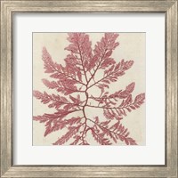 Brilliant Seaweed I Fine Art Print