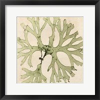 Brilliant Seaweed III Fine Art Print