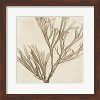 Brilliant Seaweed VII Fine Art Print