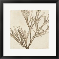 Brilliant Seaweed VII Fine Art Print