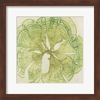Brilliant Seaweed VIII Fine Art Print