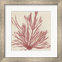 Brilliant Seaweed IX Fine Art Print