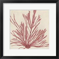 Brilliant Seaweed IX Fine Art Print