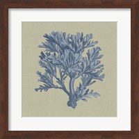 Chambray Coral IV Fine Art Print