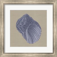 Chambray Shells III Fine Art Print