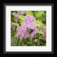 Flight of the Bumble Bee I Framed Print