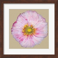 Poppy Blossom III Fine Art Print