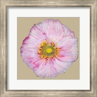 Poppy Blossom III Fine Art Print