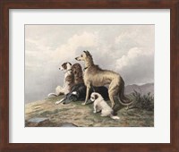 Highland Dogs Fine Art Print