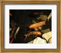 Goldfish Pond I Fine Art Print