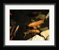 Goldfish Pond I Fine Art Print
