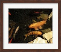 Goldfish Pond I Fine Art Print