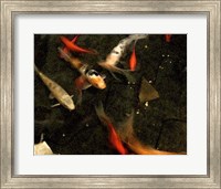 Goldfish Pond II Fine Art Print