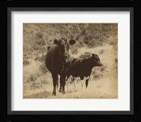 Lone Star Cows I Framed Print