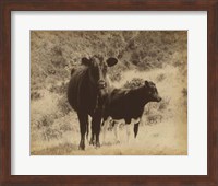 Lone Star Cows I Fine Art Print