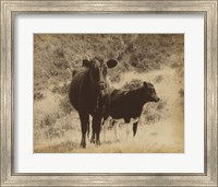 Lone Star Cows I Fine Art Print