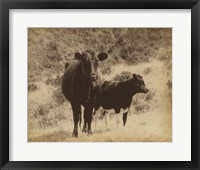 Lone Star Cows I Fine Art Print