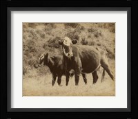 Lone Star Cows II Framed Print