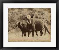 Lone Star Cows II Fine Art Print